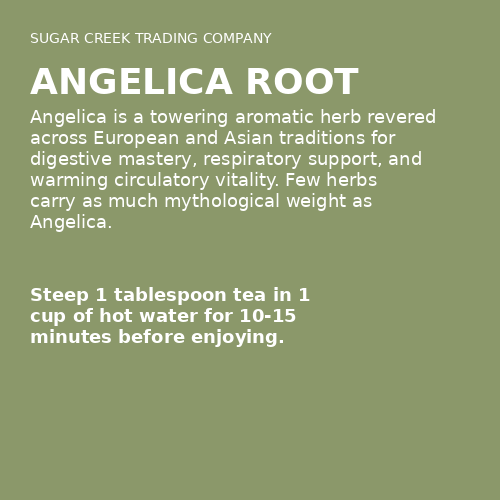 Angelica Root