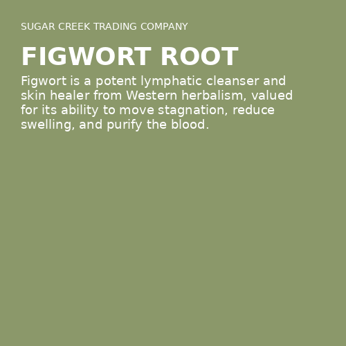 Figwort Root