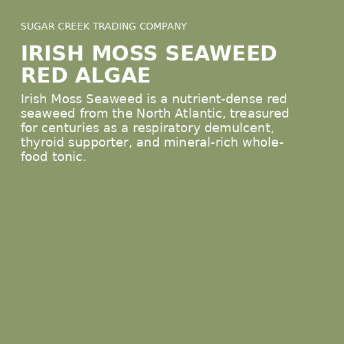 Irish Moss Seaweed Red Algae