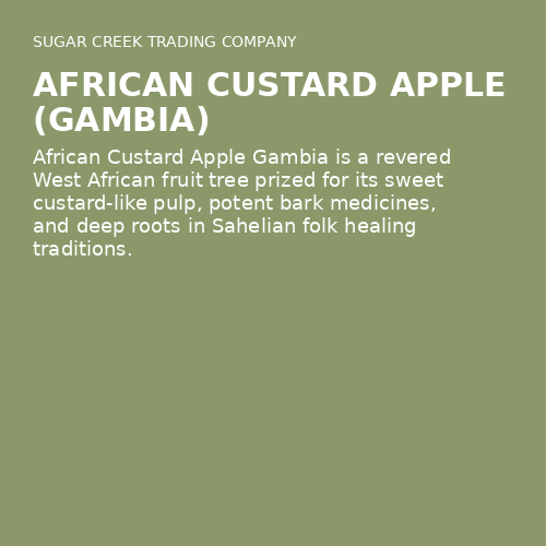African Custard Apple (Gambia)