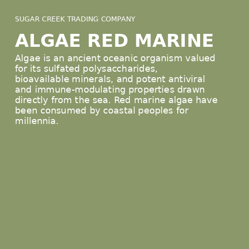 Algae Red Marine