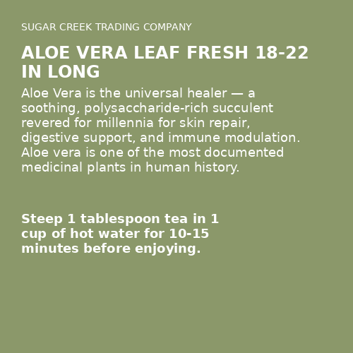 Aloe Vera Leaf Fresh 18-22 In Long