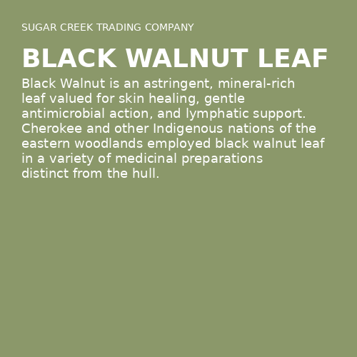 Black Walnut Leaf