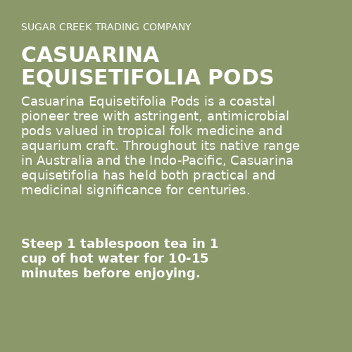 Casuarina Equisetifolia Pods