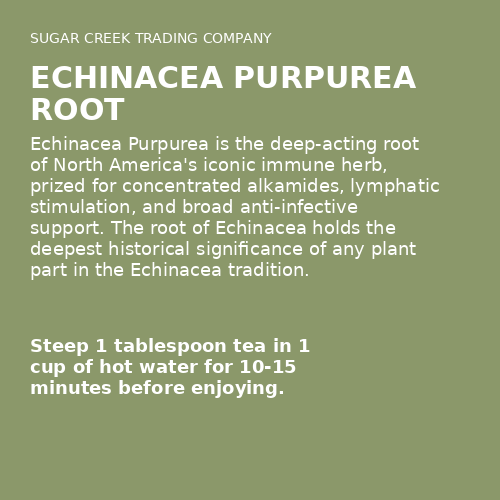 Echinacea Purpurea