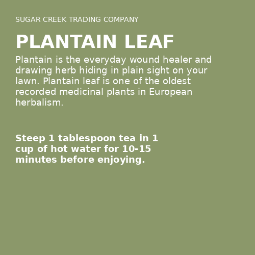 Plantain Leaf