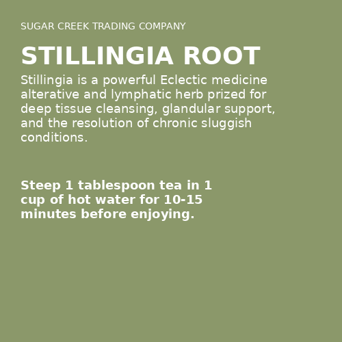 Stillingia Root