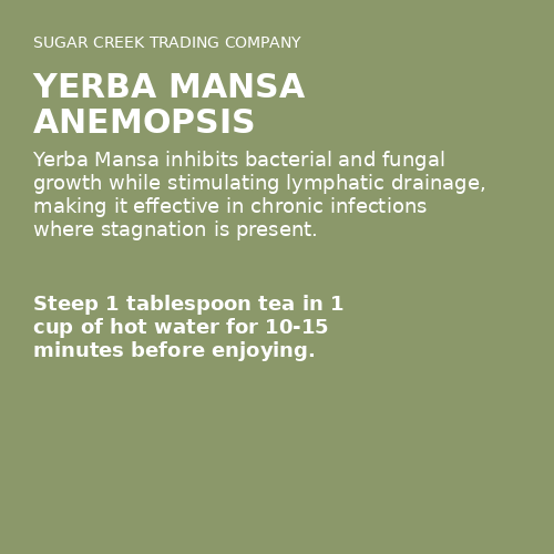 Yerba Mansa Anemopsis